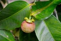 Mangosteen on tree