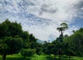 Mangosteen tree in garden. Orchard in valley in Thailand. Plant cultivation. Thai orchard. Tropical tree. Mountain