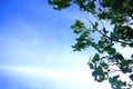 Mangosteen Tree Leaves, Blue Sky