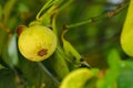 Mangosteen on the tree is a local Thai fruit.