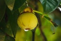 Mangosteen on the tree is a local Thai fruit.