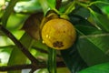 Mangosteen on the tree is a local Thai fruit.