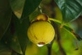 Mangosteen on the tree is a local Thai fruit.