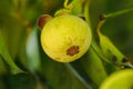 Mangosteen on the tree is a local Thai fruit.