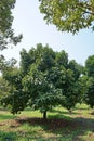 Mangosteen tree in orchard, queen of fruit