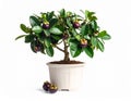 Mangosteen Tree in Pot with Fruit Royalty Free Stock Photo