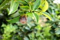 Mangosteen tree with ripe mangosteen in the garden