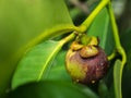 Mangosteen on tree