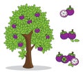 Mangosteen on tree with white background isolated doodle hand drawing. Royalty Free Stock Photo