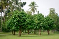 Mangosteen trees at the garden in Jogja, Indonesia