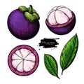 Mangosteen vector drawing set. Hand drawn tropical fruit illustration.