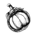 Mangosteen vector illustration. Hand drawn sketch with half of exotic tropical Fruit in linear style on isolated