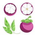 Mangosteen vector illustration set. Whole, sliced and halved Mangosteen graphics