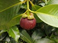 mangosteen with its green leaves on green leaves background