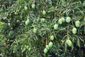Mangotree Royalty Free Stock Photo