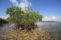 Mangoves and Turtle Grass flats in Biscayne National Park, Florida.