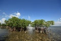 Mangoves and Turtle Grass flats in Biscayne National Park, Florida.