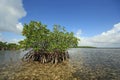 Mangoves and Turtle Grass flats in Biscayne National Park, Florida.