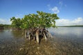 Mangoves and Turtle Grass flats in Biscayne National Park, Florida.