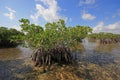 Mangoves and Turtle Grass flats in Biscayne National Park, Florida.