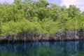 Mangroove river in everglades Florida landscape Royalty Free Stock Photo