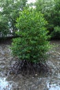 Mangrove Royalty Free Stock Photo