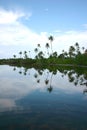 Mangrove in Addu Atoll hithadhoo (Maldives)