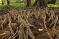 Mangrove aerial roots on the coast of Andaman Islands Royalty Free Stock Photo