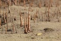 Mangrove Aerial Roots Royalty Free Stock Photo