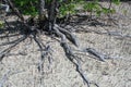 Mangrove Aerial Roots. On sandflats Royalty Free Stock Photo