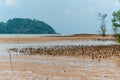 Mangrove apple pneumatophores; the aerial root of plant in mangrove forest with low tide sandy beach, Endau, Malaysia