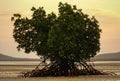 Mangrove on the beach front