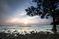 Mangrove by the beach