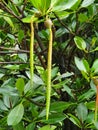 Mangrove and fruit Royalty Free Stock Photo