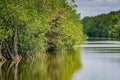 Mangrove - Biscayne National Park - Florida