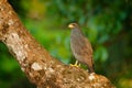 Mangrove Black Hawk, Buteogallus subtilis, large bird found in Central and South America. Wildlife scene from tropical nature.