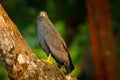 Mangrove Black Hawk, Buteogallus subtilis, large bird found in Central and South America. Wildlife scene from tropical nature.