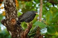 Mangrove Black Hawk, Buteogallus subtilis, large bird found in Central and South America. Wildlife scene from tropical nature.