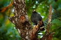 Mangrove Black Hawk, Buteogallus subtilis, large bird found in Central and South America. Wildlife scene from tropical nature.