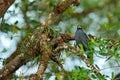 Mangrove Black Hawk, Buteogallus subtilis, large bird found in Central and South America. Wildlife scene from tropical nature. Haw