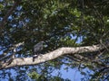 Mangrove black hawk in a tree