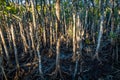 Mangrove boardwalk in Cape Hillsborough national park, Australia