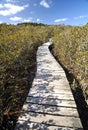 Mangrove boardwalk, Waitangi, New Zealand