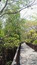 The mangrove bridge cok