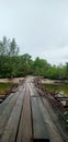 mangrove bridge plant