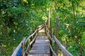 Mangrove bridge between tree branches