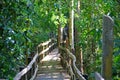 Mangrove bridge between tree branches