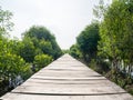 Mangrove Bridge Where People Walk in Mangrove Forest Conservation