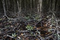 Mangrove at Can Gio`s Monkey Island, south Vietnam