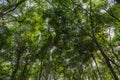 Mangrove canopy as seen at the Lekki Conservation Center in Lekki, Lagos Nigeria.